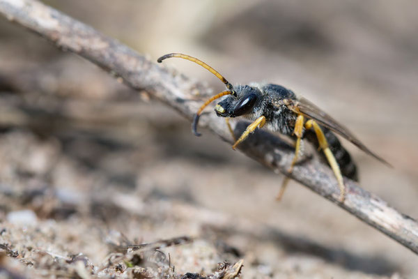 Halictus sexcinctus - Mainz, Düne 8/2017 (Sechsbindige Furchenbiene)