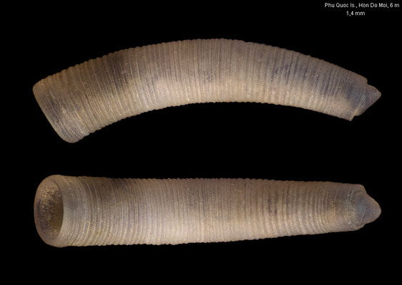 Caecum attenuatum - Vietnam, northwest of Phu Quoc Is.: Hon Do Moi, 6 m 3/2019