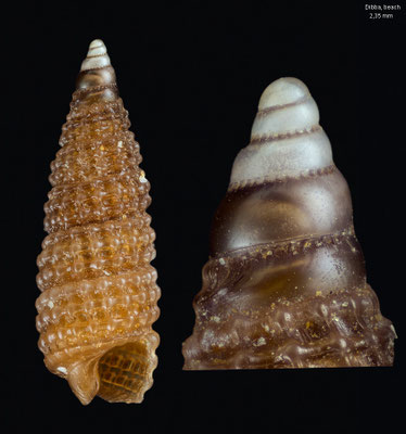 Synthopsis spec. 10 - U.A.E., Dibba, beach 2/2014