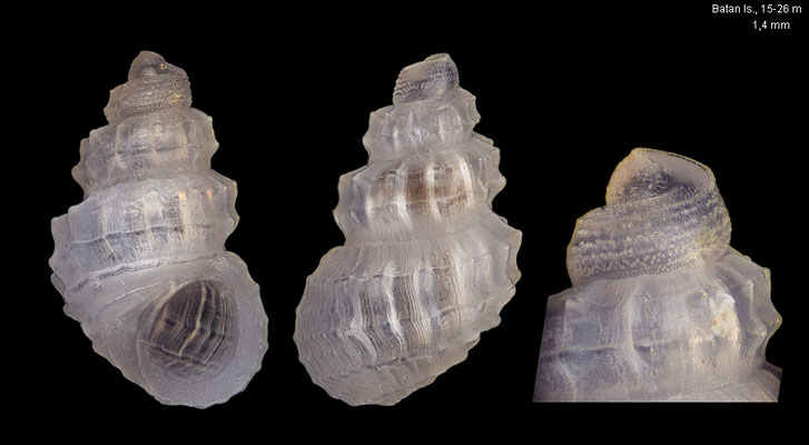 Merelina spec. 3 - Philippines, Batanes, Batan Is., 15-26 m 2/2023