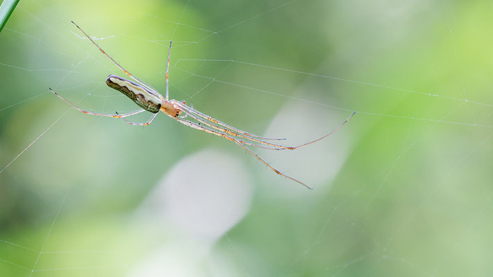 Tetragnatha extensa - Mainz, Düne 5/2016 (Gemeine Streckerspinne)