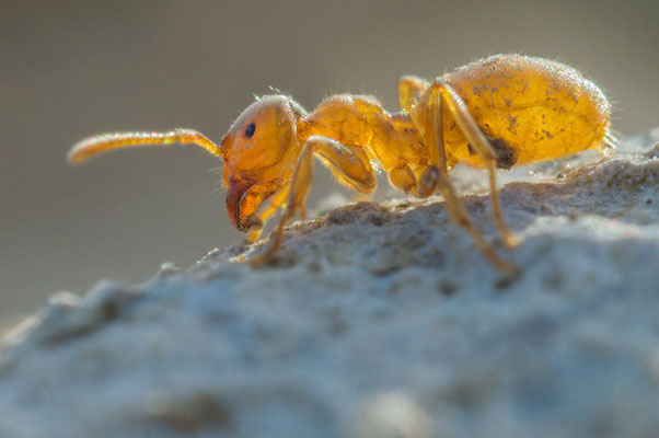 Lasius flavus - Zornheim, Garten 3/2016 (Gelbe Wiesenameise)