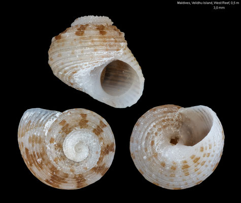 Collonista cf. solida - Maldives, North Ari Atoll, Velidhu Isl., West Reef, 0,5 m 3/2004