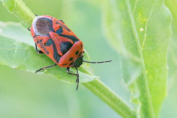 Eurydema ornata - Siefersheim 5/2016 (Schwarzrückige Gemüsewanze)
