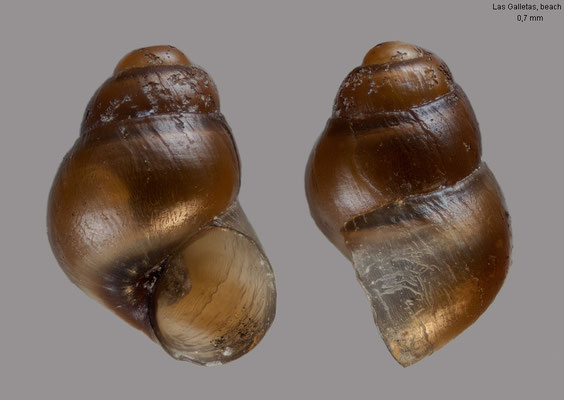 Eatonina fulgida - Canary Islands, Teneriffa, Las Galletas, sediment from tide pool 12/2022