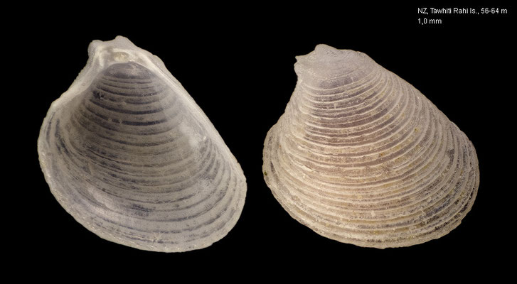 Condylocuna concentrica - New Zealand, Tawhiti Rahi Island, 56-64 m 9/2001 (Carditidae)