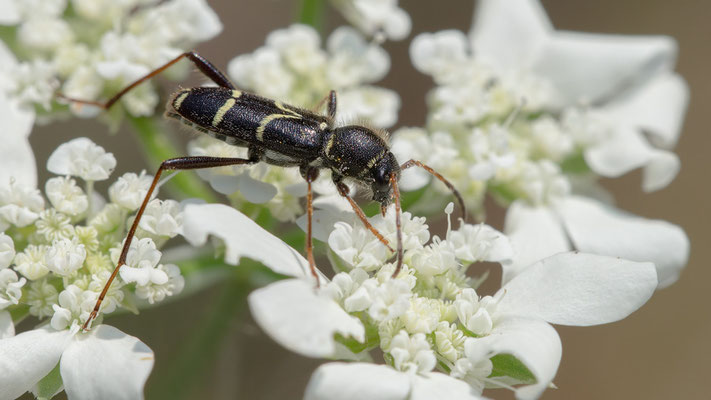 Clytus rhamni - Kroatien, Cres, Camp Slatina 5/2017 (Kreuzdorn-Widderbock)