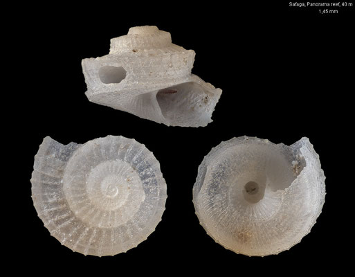 Pleuromalaxis spec. 1 - Egypt, Safaga, 40 m 10/2015