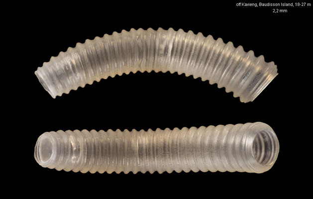 Caecum vertebrale - Papua New Guinea, Baudisson Is., 18-27 m 12/2012