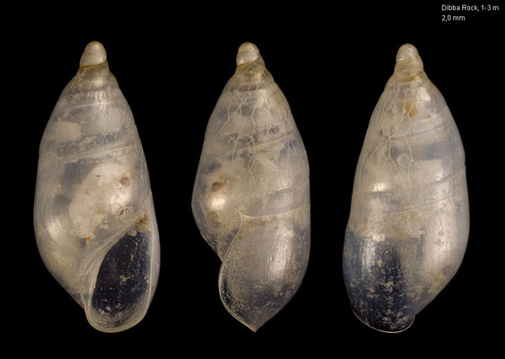 Hypermastus spec. 4 - UAE, Dibba Rock, 1-3 m  2/2014