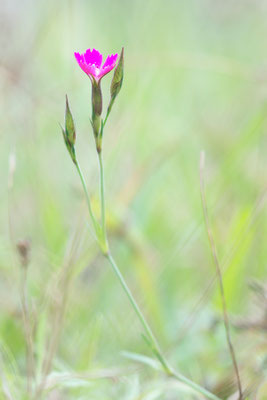 Dianthus cf. deltoides - Babenhausen, "In den Rödern" 9/2021 (Heidenelke?)