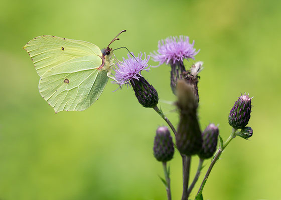 Gonepteryx rhamni - Hergershausen, Waldrand 7/2016 (Zitronenfalter)