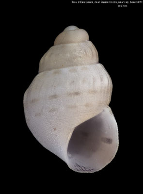 Barleeia spec. 8 - Mauritius,  Trou d´Eau Douce, near Quatre Cocos, beach 4/2013 (subadult)