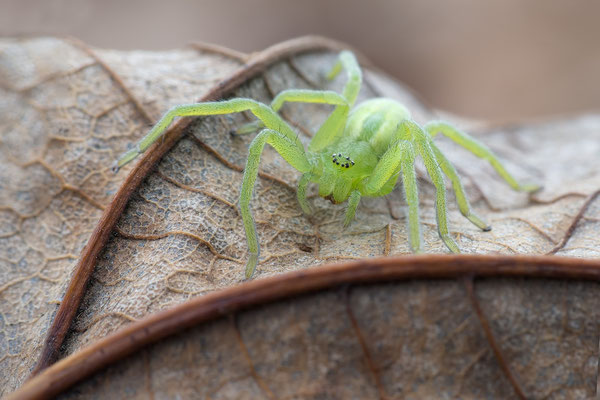 Micrommata virescens - Ober-Olmer Wald 11/2012 (Grüne Huschspinne)
