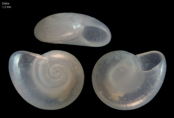 Teinostoma spec. 2 - UAE, Dibba, beach 2/2014