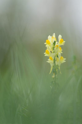 Linaria vulgaris - Sörgenloch, Straßenrand 10/2015 (Echtes Leinkraut)
