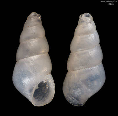 Odostomia turrita - Canary Is., el Hierro, la Restinga, 42 m 7/2000