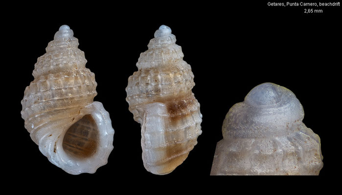 Alvania subcrenulata - Spain, Getares, Punta Carnero, beachdrift 6/2015