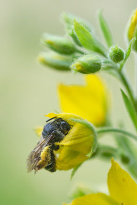 Macropis fulvipes - Zornheim, Vorgarten, an Punkt-Gilbweiderich (Lysimachia punctata)  6/2022 (Wald-Schenkelbiene)