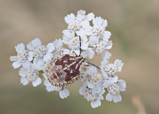 Carpocoris cf. purpureipennis - Zornheim, Wiesenweg bei Biotop  7/2023 (Purpur-Fruchtwanze?, juv.)