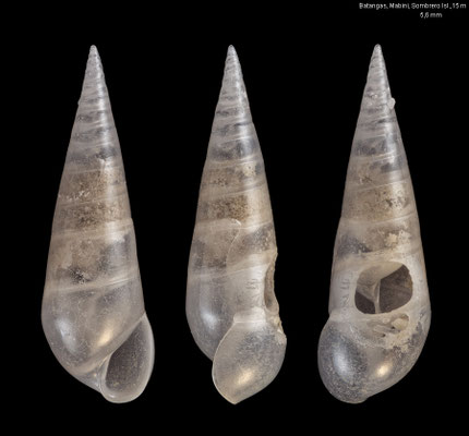 Melanella spec. 10 - Philippines, Prov. Batangas, Mabini, Sombrero Isl., 15 m 6/2023