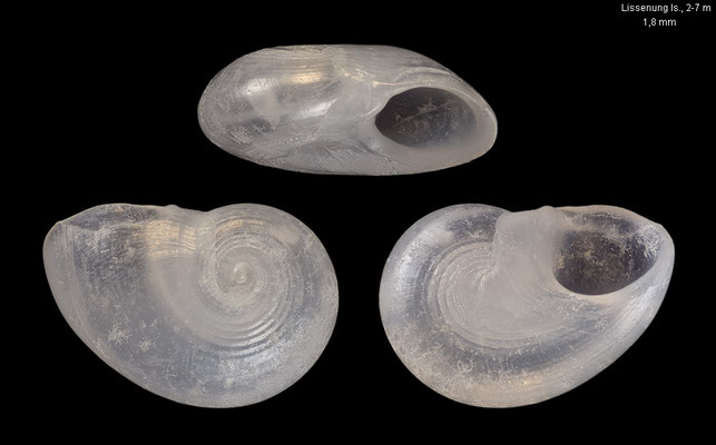 Teinostoma spec. 5 - Papua New Guinea, off Kavieng, Lissenung Island, 2-7 m 12/2012