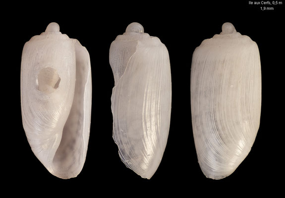Retusa spec. 4 - Mauritius, Ile aux Cerfs channel between Ile de l´Est, 0,5 m 2/2010 juvenil 