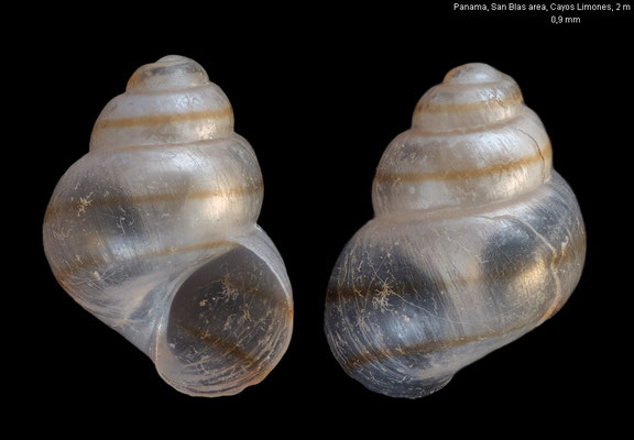 Eatonina spec. 9 - Panama, San Blas area, Cayos Limones, 2 m 1/2020