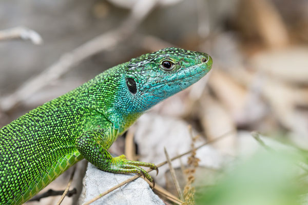 Lacerta viridis - Kroatien, Cres, Martinscica 6/2017 (Östl. Smaragdeidechse)