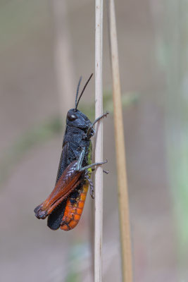 Omocestus rufipes - Kroatien, Cres, Camp Slatina 6/2017 (Buntbäuchiger Grashüpfer)