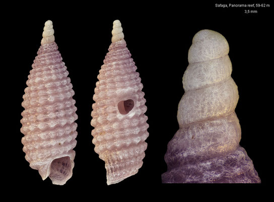 Prolixodens amethysta - Egypt, Safaga, Panorama reef, 59-62 m 10/2015