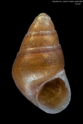 Barleeia cf. mexicana - Bahamas, Eleuthera Is., James Cistern, beachdrift 4/2022