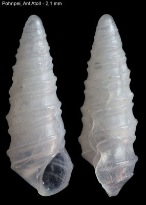 Teretianax spec. 1 - Micronesia, Pohn Pei, Ant Atoll 2016