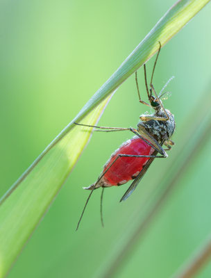 Aedes cf. vexans - Hergershausen, Feuchtwiese 7/2016 (Rheinschnake?)