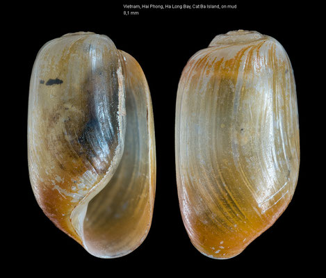 Retusa spec. 7 -  Vietnam, Hai Phong, Ha Long Bay, Cat Ba Island, mud flats 10/2008