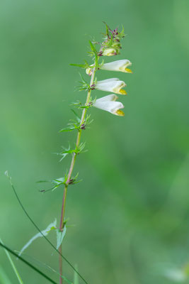 Melampyrum pratense - Ober-Olmer, Wald, Lichtung 7/2021 (Wiesen-Wachtelweizen)
