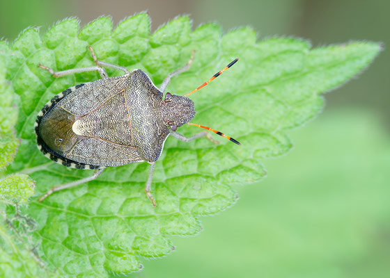Staria lunata - Zornheim, Garten 6/2016 (Sichelfleck-Baumwanze)