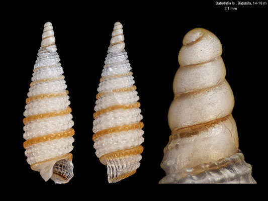 Synthopsis albachiarae - Indonesia, Gulf of Tomini, Kep. Togian, Batudaka Is., Batubila, 14-18 m 10/2010