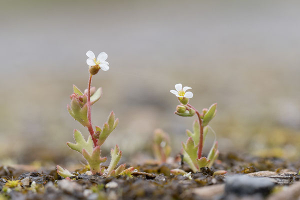 Saxifraga tridactylites - Babenhausen, In den Rödern 4/2023 (Dreifinger-Steinbrech)