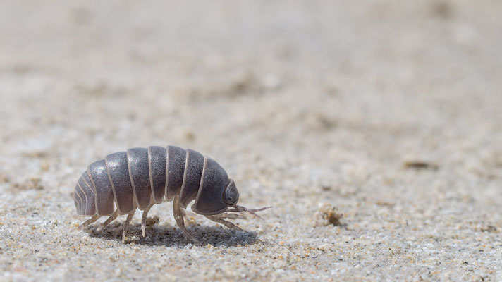 Armadillidium vulgare - Gruissan, Strand 4/2016 (Rollassel)