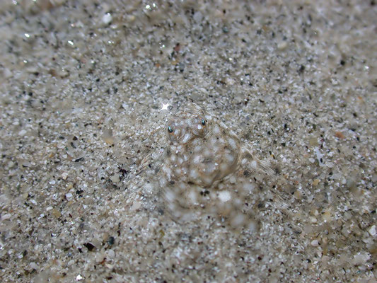 Pleuronectes platessa - Bretagne, Landéda, Camping des Abers, Tide-pool 6/2006 (junge Scholle)