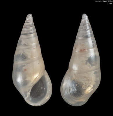Zebina spec. 8 - Micronesia, Marshall Island, Majuro, inner atoll, Heaven´Hill, 12-15 m 4/2016