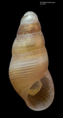 Fictonoba carnosa - New Zealand, Mahia Peninsula 1/1981