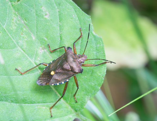 Pentatoma rufipes - Schaafheimer Wald 6/2017 (Rotbeinige Baumwanze)