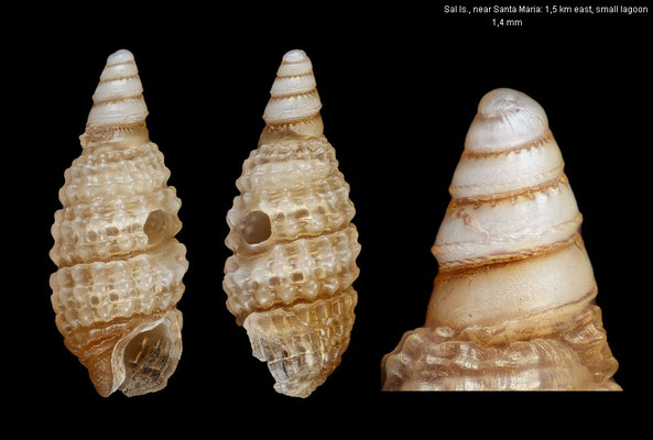 Costulopsis spec. 2 - Cabo Verde, Sal Is., near Santa Maria: 1,5 km east, small lagoon, beachdrift 6/2012