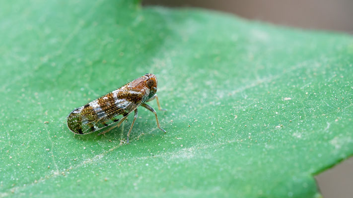 Tachycixius pilosus -  Spanine, Costa Brava,  nahe Camping Port de la Vall 5/2018 (Pelz-Glasflügelzikade)