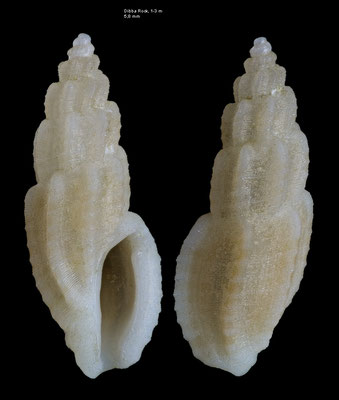 Pseudorhaphitoma spec. 4 - UAE, Dibba Rock, 2 m 2/2014 