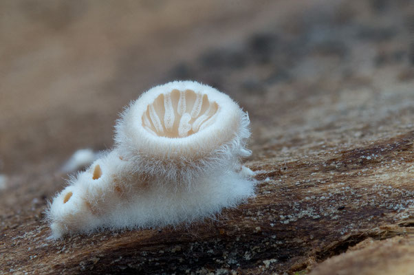 Schizophyllum commune - Zornheim, Holzstapel 12/2016 (Spaltblättling, juvenil)