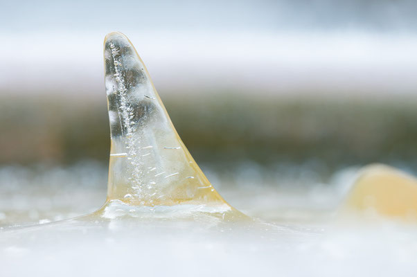 Eis - Ice in the bird bath 2/2022 
