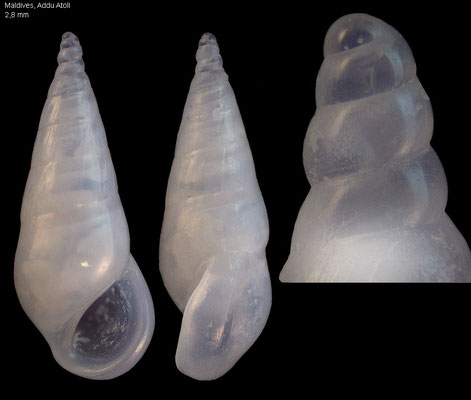 Zebina spec. 6 - Maldives, Addu Atoll, Banana Point 10/2014
